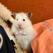 Shrieking Cream Profiterole