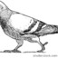 gauntpigeon