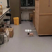 阿里嘎多队友酱