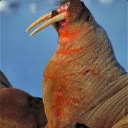 esno - steam id 76561197971454973