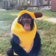 monkes