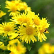 王 哲 辉 的 魔 丸