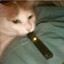 juul cat