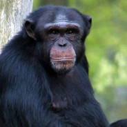 PetiteCuteGorilla