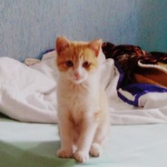 CLICKADOR