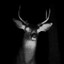 Pr3y_Animal