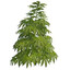 Botanist Beamer