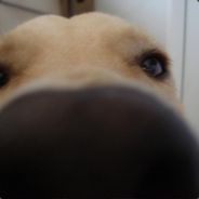 davidsaur - steam id 76561197967272102