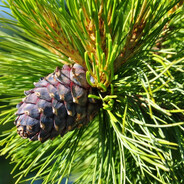 кедровы арещьке