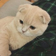 迷人软