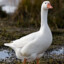 LGoose
