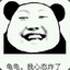 我滴个龟龟