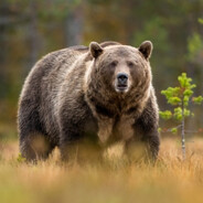 Daurtnare1 - steam id 76561199837700034