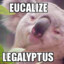Eucalize_Legalyptus
