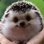 ♛hedgehog♛ #OnlyOneTaps.com