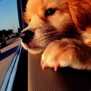 啥也不是的狗崽子