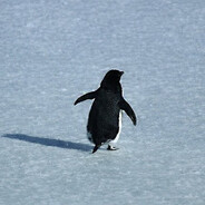 bethedamnPenguin