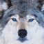 Watchful_Wolf