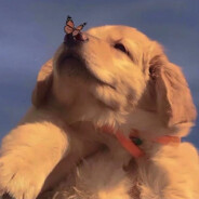 湖南中分背带荔枝哥