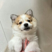 不会吹风的托儿索