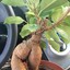 ButtFicus