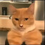 ★我喜欢蓝绿色的猫★