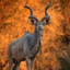 Kudu