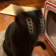 スクッセルナア