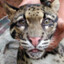 Borneo Dweller