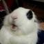daChubbyBunny