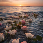 玫瑰遗落海边