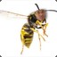 fetty wasp