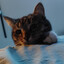 InForcer