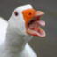 goose                    GĘ