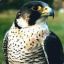Falcon