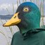 quack i became a Duck