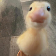 Pato