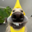 perro banana