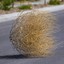 Tumbleweed