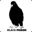 black pigeon