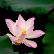 会捣乱的奶酪鱼