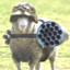 weaponized sheepzão
