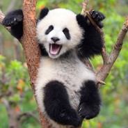 Panda Flamenguista