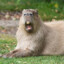 capybara