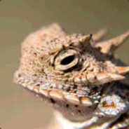 Horned Toad