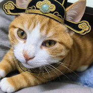 世界破烂小猫缝补