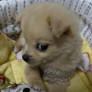 mommy told me to frag be nice