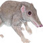 Morgarucodon