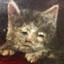 Medieval_Cat