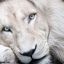 _WhiteLion_